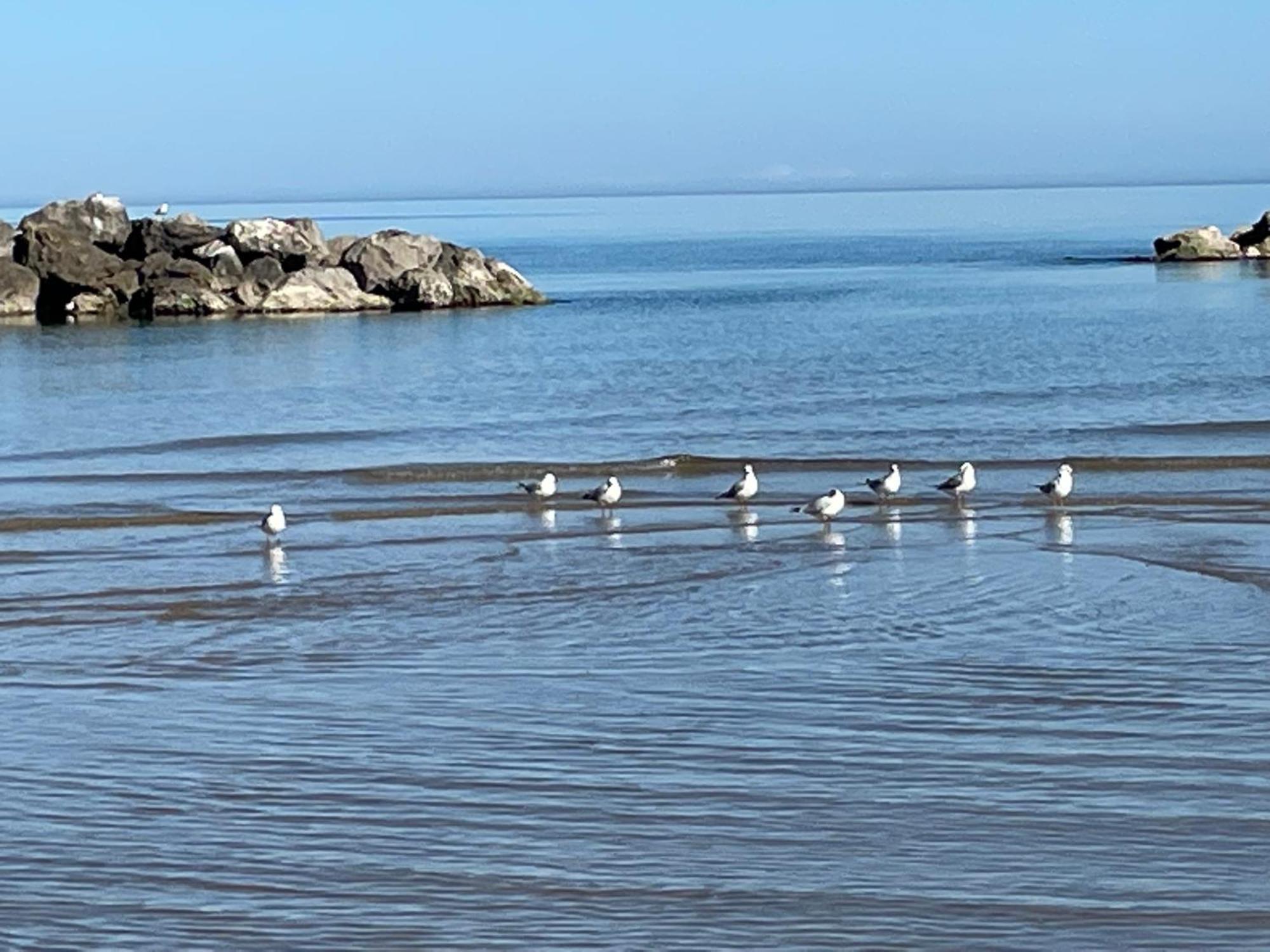 Le Ortensie In Centro E Vicino Al Mare Pescara Kültér fotó